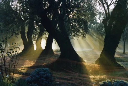 Le Domaine de Peyrebelle, DefisMed